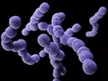 Radio Federal - Actualidad - Detalles Sobre la Bacteria Estreptococos Pyogenes y las Principales Medidas de Prevención a Tener en Cuenta