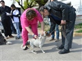 Radio Federal - Actualidad - Bromatología realizó una campaña de vacunación que alcanzó a 1500 perros