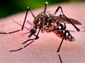 Radio Federal - Actualidad - COMIENZAN LOS OPERATIVAS DE FUMIGACIÓN CONTRA MOSQUITOS
