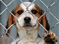 Radio Federal - Actualidad - DESDE EL MUNICIPIO SE DESMIENTE EL AUSPICIO DE ACTIVIDADES RELACIONADAS AL MALTRATO ANIMAL