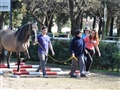 Radio Federal - Actualidad - REHABILITAN CON CABALLOS A  PACIENTES AUTISTAS Y DISCAPACITADOS