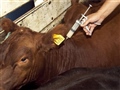 Radio Federal - Actualidad - Comienza la primera campaña de vacunación 2015 contra la fiebre aftosa y brucelosis en el centro y norte bonaerense
