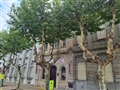 Radio Federal - Actualidad - SE REALIZA LIMPIEZA Y DESRAME BASAL SOBRE ÁRBOLES DE AVENIDA SAN MARTÍN