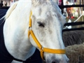 Radio Federal - Actualidad - Uno de los caballos de Equinoterapia fue bautizado como "Pamperito"