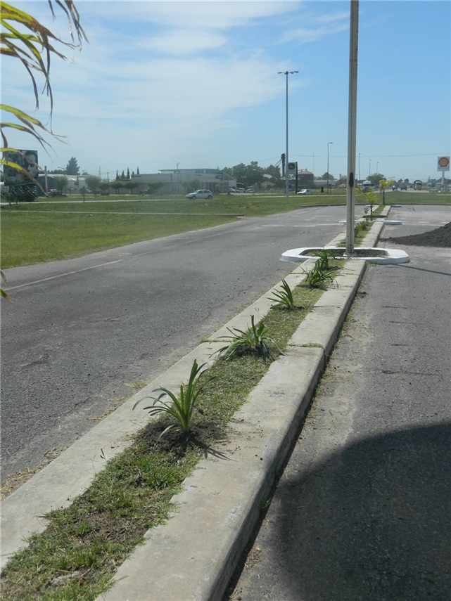 reforestación 02